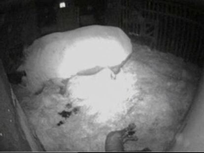 Nace en el zoo de Madrid el primer ejemplar de rinoceronte blanco