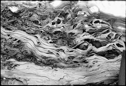 Las sinuosas formas del tronco de un tejo, retratado en 2023 por Stuart Franklin en Farringdon (Reino Unido).
