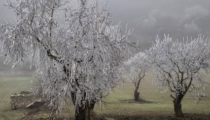 Arbres congelats a Rocallaura, Lleida, la setmana passada.
