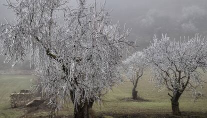 Arbres congelats a Rocallaura.