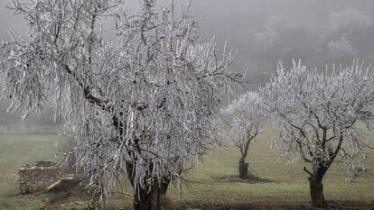 Arbres congelats a Rocallaura, Lleida, la setmana passada.
