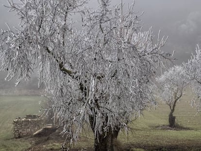 Arbres congelats a Rocallaura.