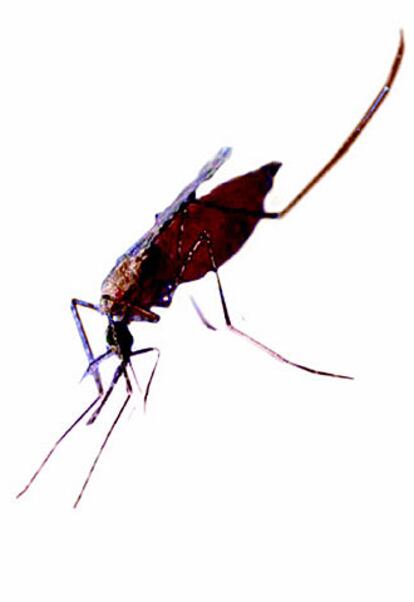 Hembra del mosquito anofeles, que transmite la malaria.