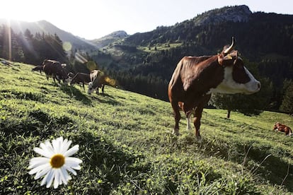 Imagen de una granja de Vrai