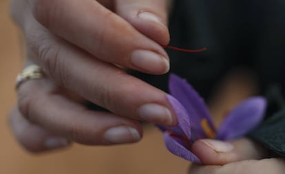Detalle del proceso de pelado, en el que se extraen las hebras de la flor del azafrán.