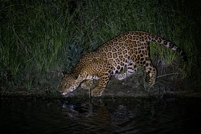 Jaguar retratado de noche en la regin amaznica de Guarayos, en la ciudad de Santa Cruz de la Sierra de Bolivia.