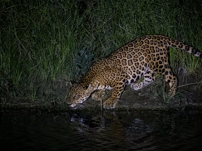 Jaguar pictured at night in the Amazonian region of Guarayos, near the city of Santa Cruz de la Sierra in Bolivia.