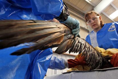 Miembros del centro triestatal de Investigación y Rescate de Aves limpian el crudo de las alas de un pájaro, cuyo plumaje es normalmente blanco.