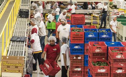 Empleados de la empacadora de aguacates "La bonanza" en Uruapan, Michoacán.