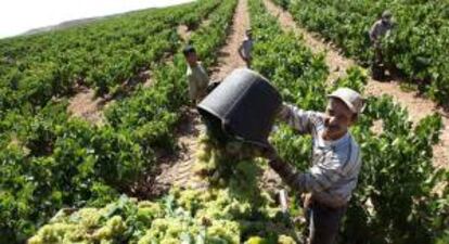 Un vendimiador descarga las uvas en el camión tras su recogida en Aldeanueva de Ebro (La Rioja). EFE/Archivo