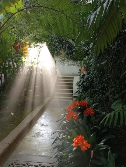 Clivias al atardecer en el invernadero de Graells del Real Jardín Botánico de Madrid.