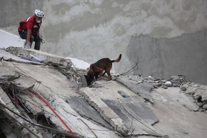 El perro Chichí y su entrenador recorren los edificios colapsados durante el sismo del pasado martes, el 21 de septiembre de 2017, en Ciudad de México (México). El pastor belga de rescate trepó con su instructor a lo más alto de los escombros donde logró identificar el sitio exacto de personas con vida cuando ya se había abandonado la búsqueda en un edificio colapsado.  


