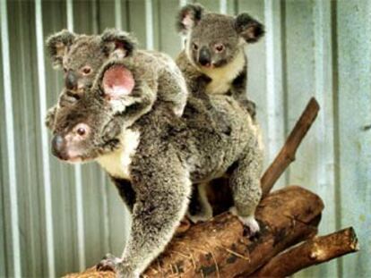 Las hembras koalas pueden tener hasta once crías.
