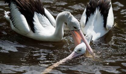 Dos pelícanos pelea en el parque de las aves en Walsrode, Alemania.