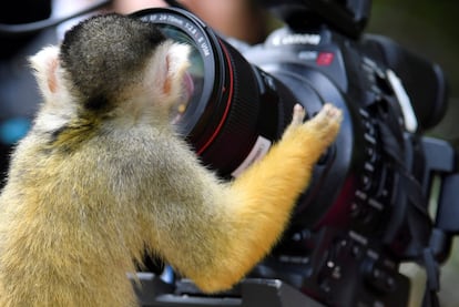 Um macaco brinca com uma câmera no zoológico de Londres.