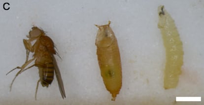 Un adulto de mosca de la fruta, una pupa y una larva del mismo insecto.