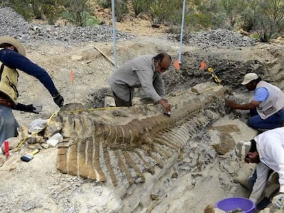 Paleontólogos excavan la cola de un dinosaurio en Coahuila.