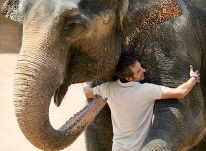 La elefanta vive en Elche y participa en terapias con niños que padecen parálisis cerebral, autismo y síndromo de Down. En la imagen, Babaty es abrazada por su cuidador.