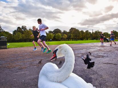 Un cisne contempla a unos corredores en los londinenses Kensington Gardens