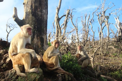 Um grupo de macacos na ilha Cayo Santiago depois da passagem do furacão Maria.