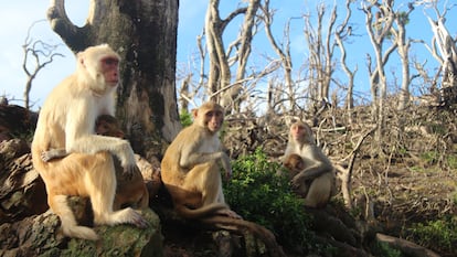 Um grupo de macacos na ilha Cayo Santiago depois da passagem do furacão Maria.