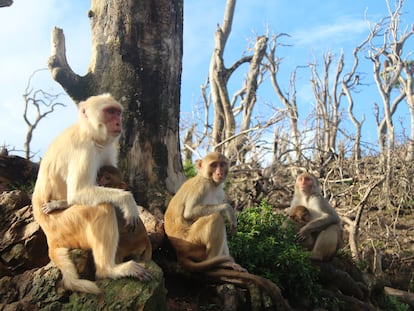 Un grupo de macacos en Cayo Santiago tras el paso del huracán María.