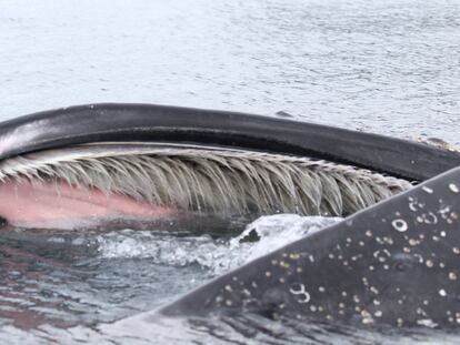 Baleia jubarte abre a boca na Antártida.