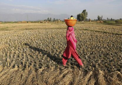 Una mujer transporta té para su familia mientras trabaja en unas plantaciones de arroz durante la temporada de recogida en Srinagar, la capital de verano de Cachemira, en India.