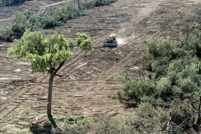 Una topadora limpia un bosque en la provincia de Salta.