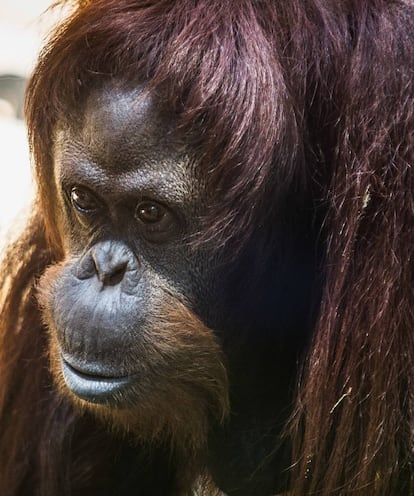 Sandra, fotografiada en el Ecoparque, antiguo zoológico de Buenos Aires.