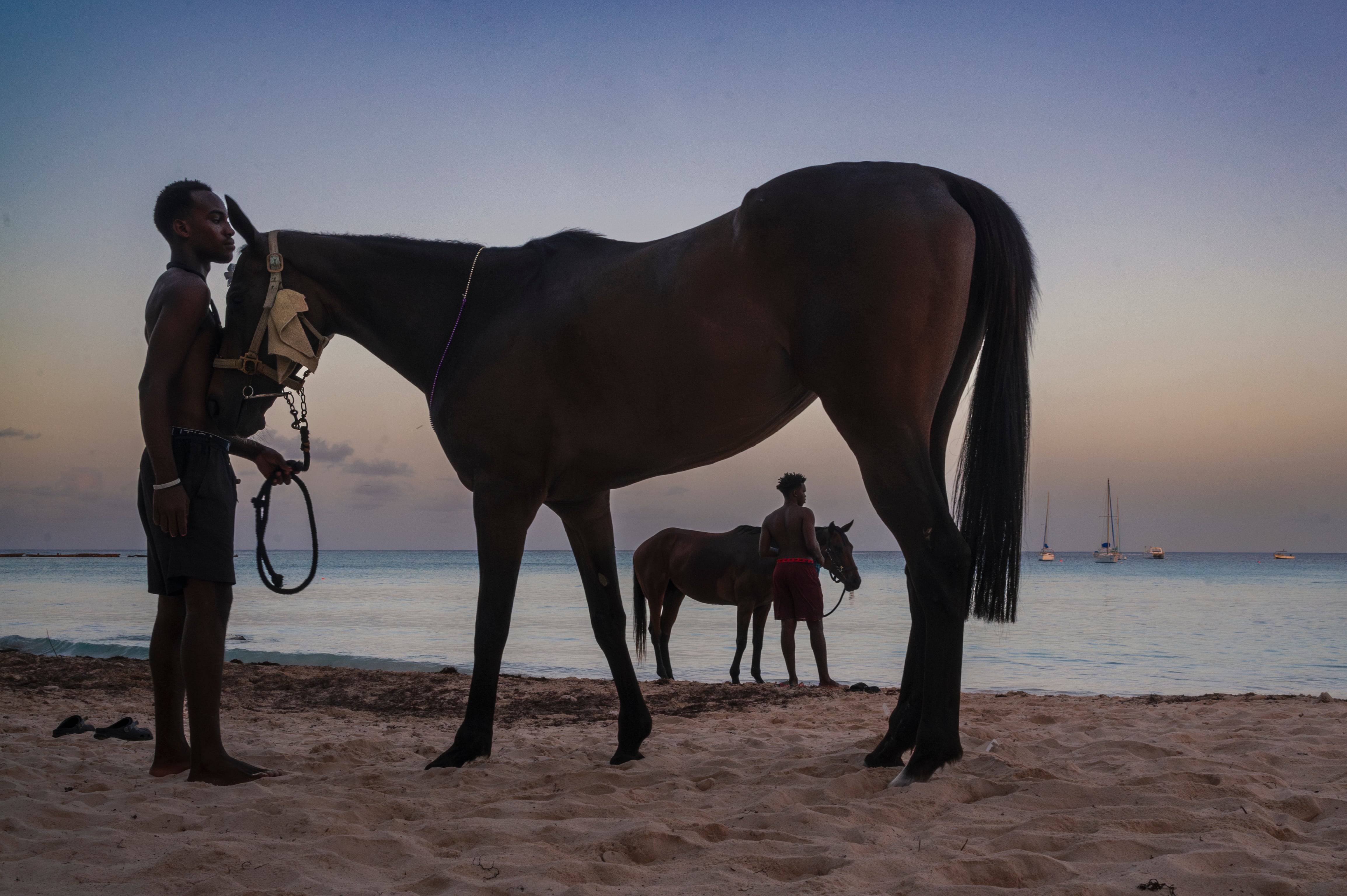 Mozos llevan los caballos de carreras del hipódromo de Garrison Savannah para bañarlos en la playa de Pebbles.