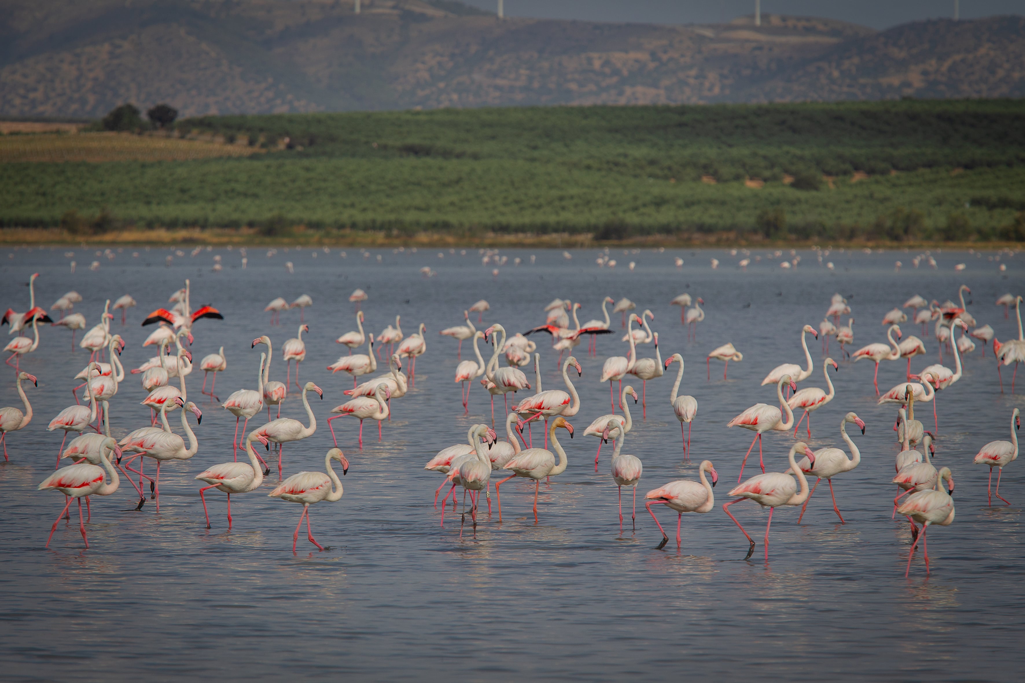 Decenas de flamencos en la Laguna de Fuente de Piedra. 