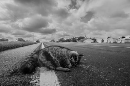 Un mapache yace muerto en una carretera de Iowa.