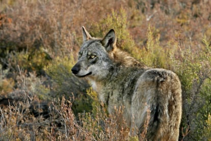Un ejemplar de lobo ibérico en la sierra de la Culebra (Zamora).