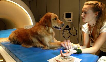 Uno de los perros junto a una de las investigadoras durante el estudio.