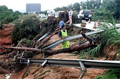 Socavones y árboles arrancados por la lluvia ayer en las proximidades de El Vendrell.