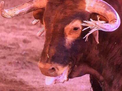 Toro Nardito, de Parladé, lidiado en Linares el pasado 30 de agosto.