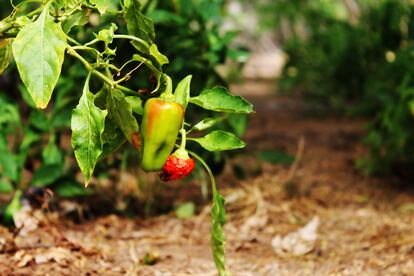 Las comunidades wayuu han empezado a cultivar nuevos productos como este ají, que llevan muchas veces a los velorios.