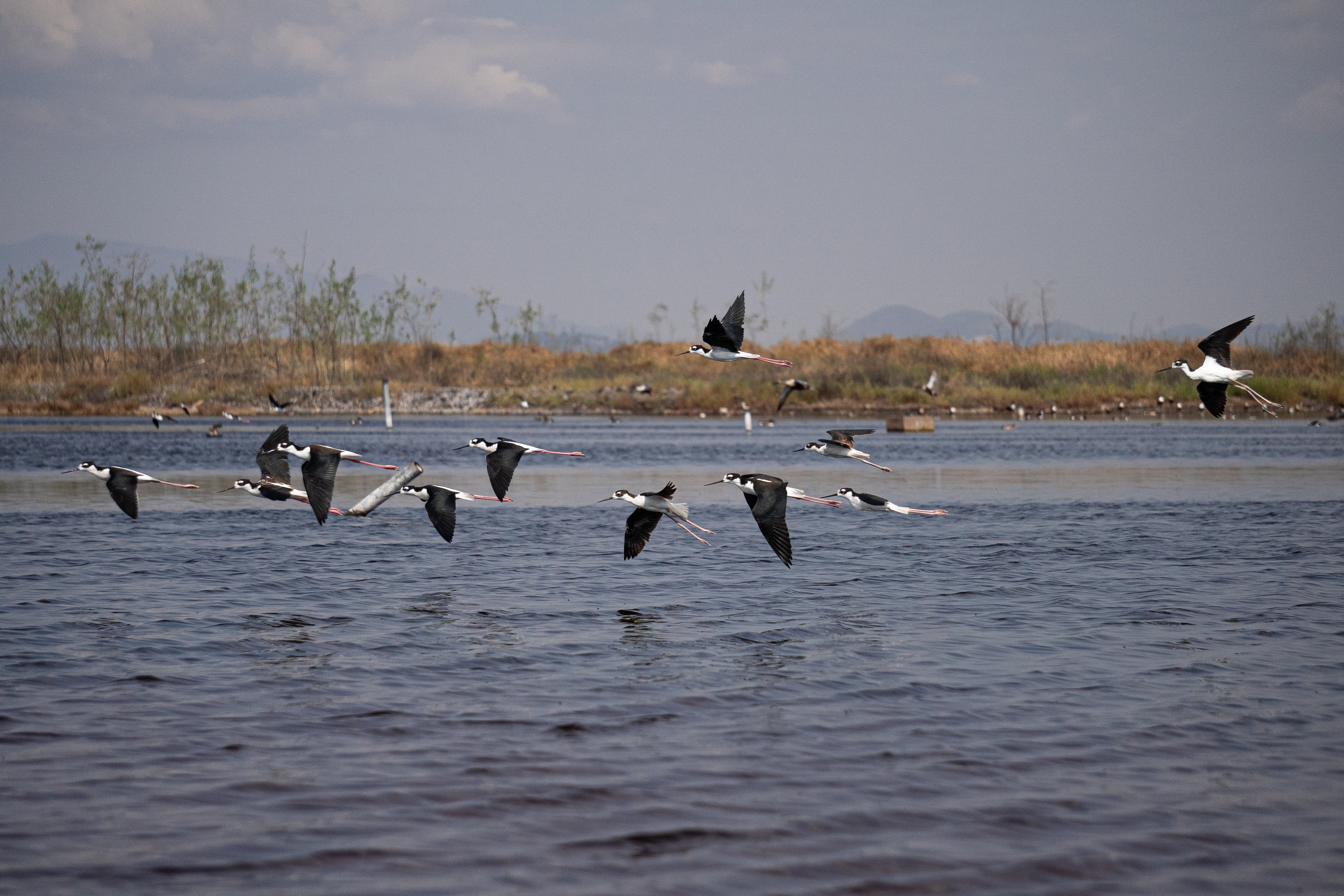 Ecatepec es ahora Ciudad de las Aves: un refugio para más de 270 especies entre la sierra y el asfalto