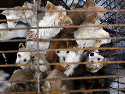 Varios perros en una jaula de un mercado asi&aacute;tico. 