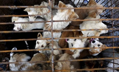 Varios perros en una jaula de un mercado asiático.