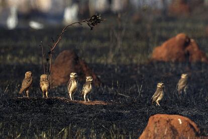 Un grupo de búhos, en una zona calcinada de la sabana brasileña, próxima a Brasilia.
