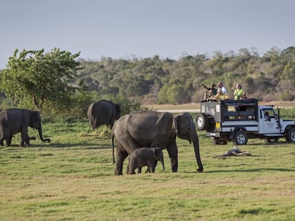 Varios turistas observan elefantes durante un safari en el parque nacional de Minneriya, en Sri Lanka, en julio de 2022