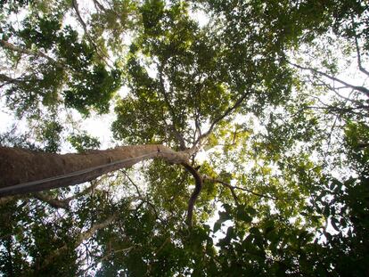 Las copas de los árboles, de hasta 50 metros, son el lugar perfecto para captar el intenso sol amazónico, que sirve de generador de energía para los dispositivos y para la red de wifi.