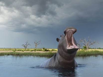 Un hipopótamo en el delta del Okavango, en Botsuana.