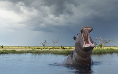 Un hipopótamo en el delta del Okavango, en Botsuana.