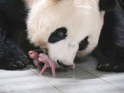 This photo provided by Samsung C&T Corp. shows giant panda Ai Bao and her twin cubs at an amusement park in Yongin, South Korea, Friday, July 7, 2023.
