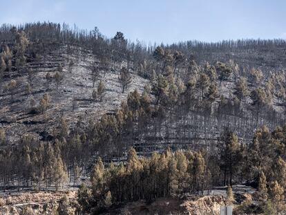 Alrededores de Montán (Castellón), calcinados por el incendio que ha arrasado comarcas de Teruel y Castellón.