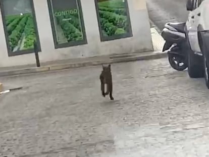 Capturado un lince en un portal en Rociana del Condado (Huelva)