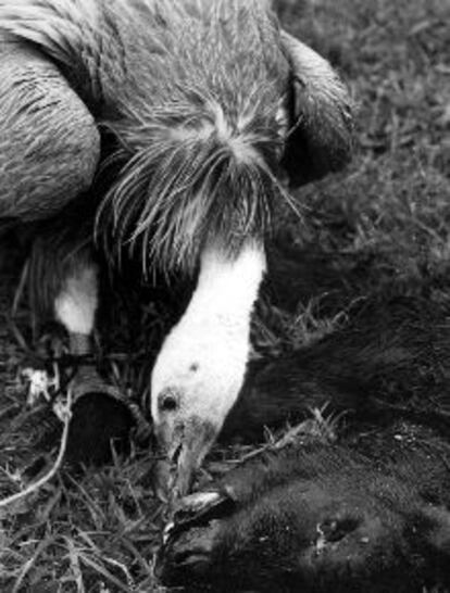 Imagen de un ejemplar de buitre leonado.